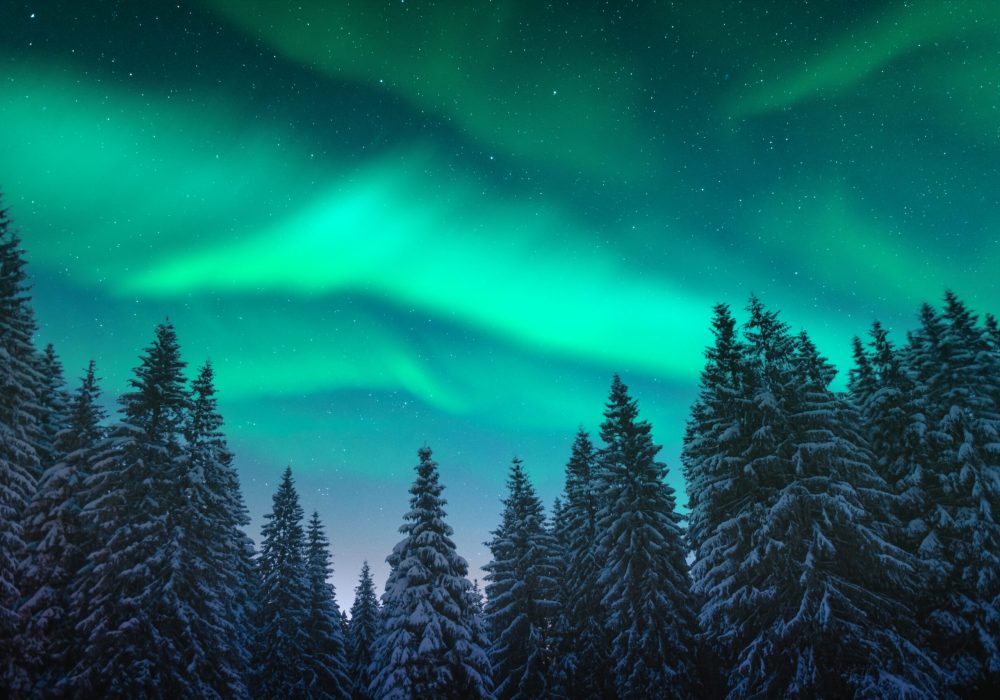 Aurora borealis. Northern lights in winter forest. Sky with polar lights and stars. Night winter landscape with aurora and pine tree forest. Travel concept